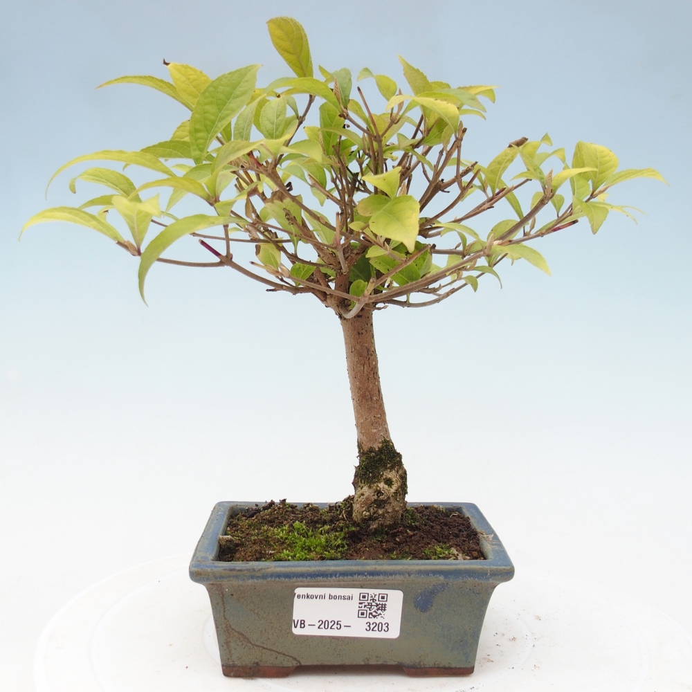 Bonsai für draußen - Callicarpa japonica