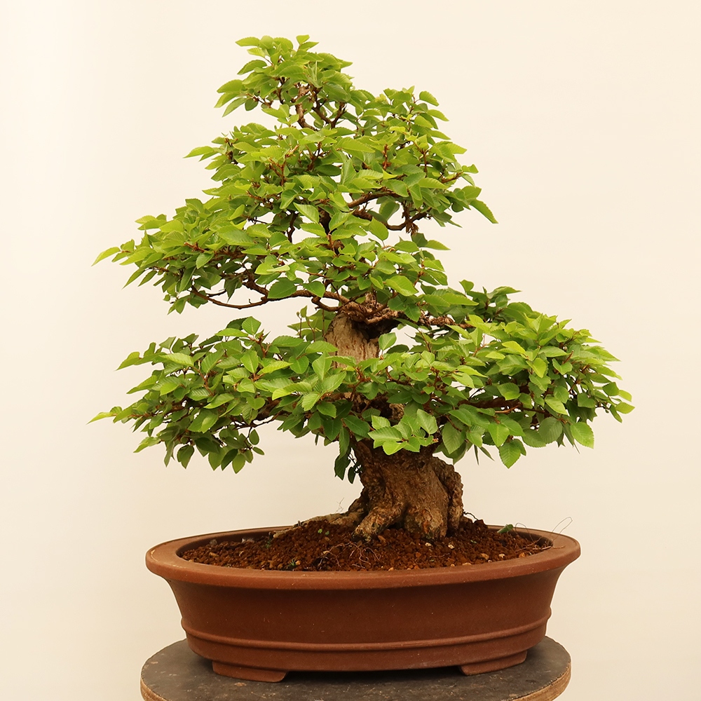 Bonsai für draußen - Karpinus Coreana - Koreanische Hainbuche