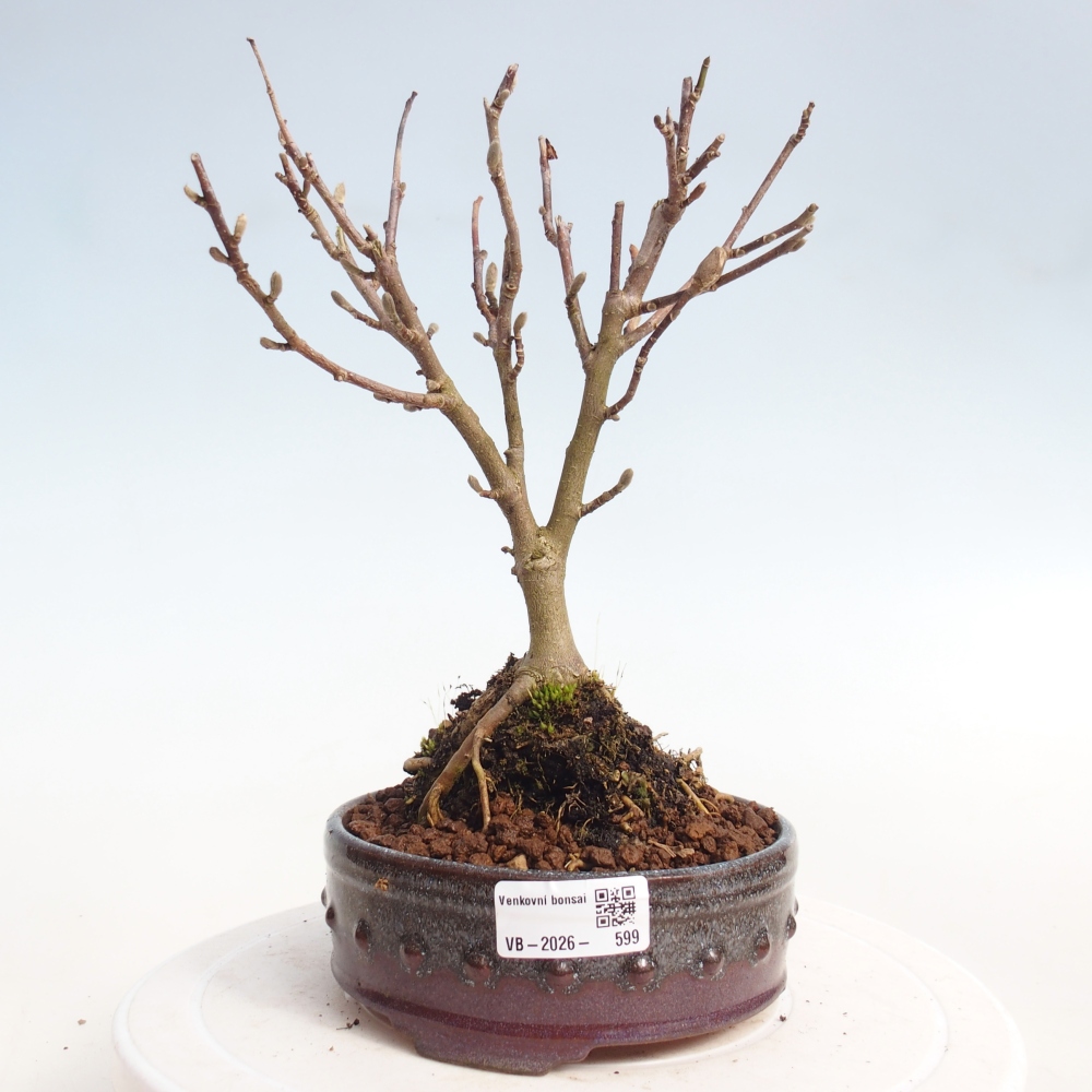 Bonsai für draußen - Magnolia stellata