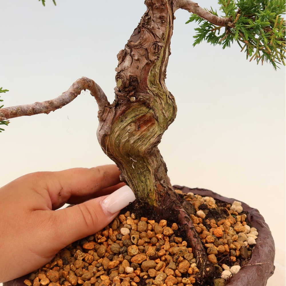 Bonsai für draußen - Juniperus chinensis Itoigawa