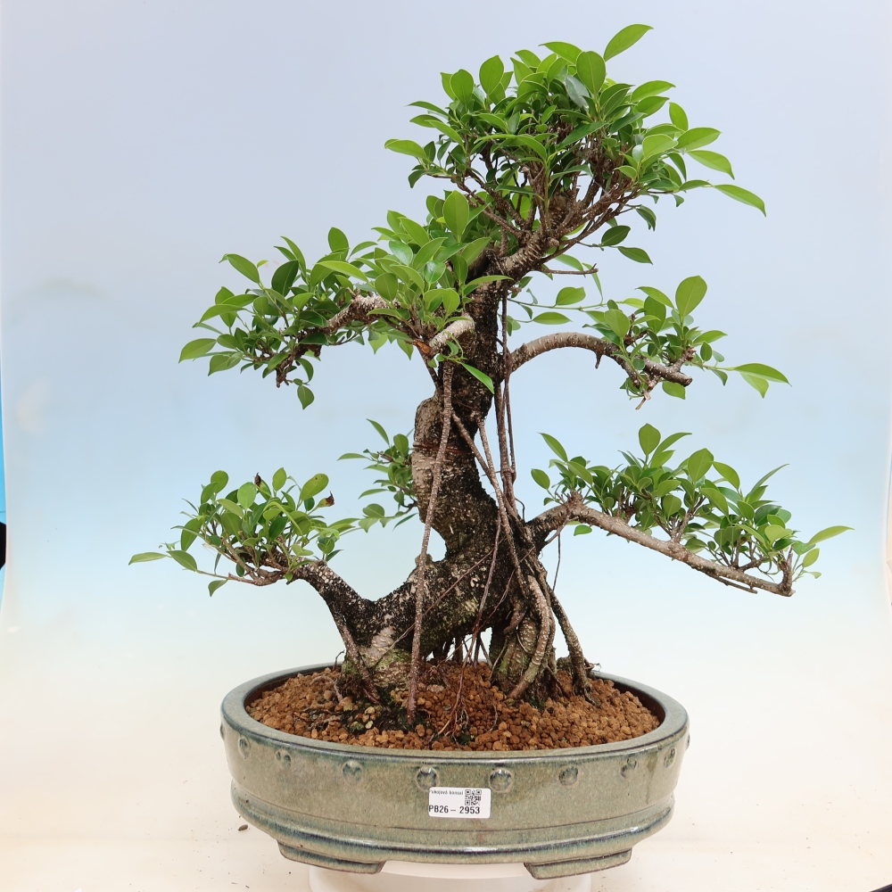 Zimmerbonsai - Ficus kimmen - Kleinblättriger Ficus