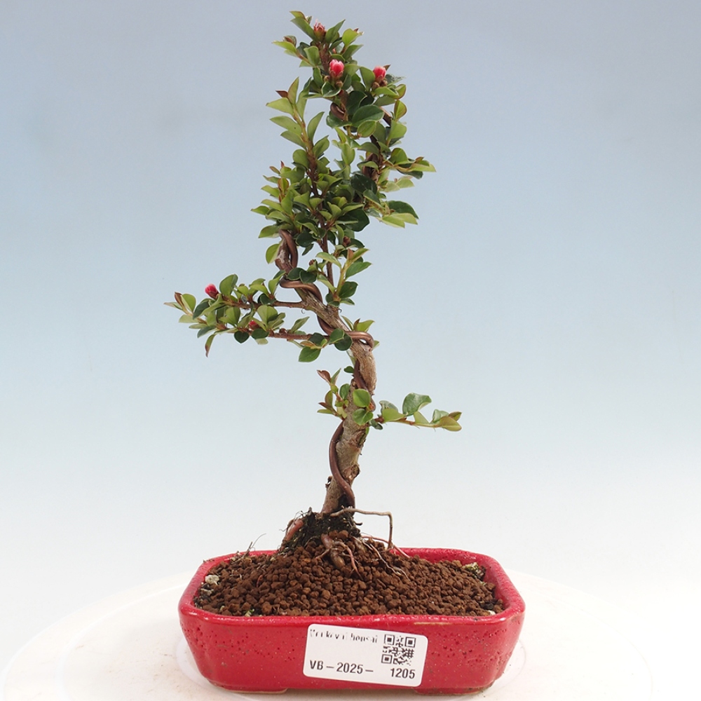 Freiland-Bonsai-Cotoneaster horizontalis - Rocky Mountain