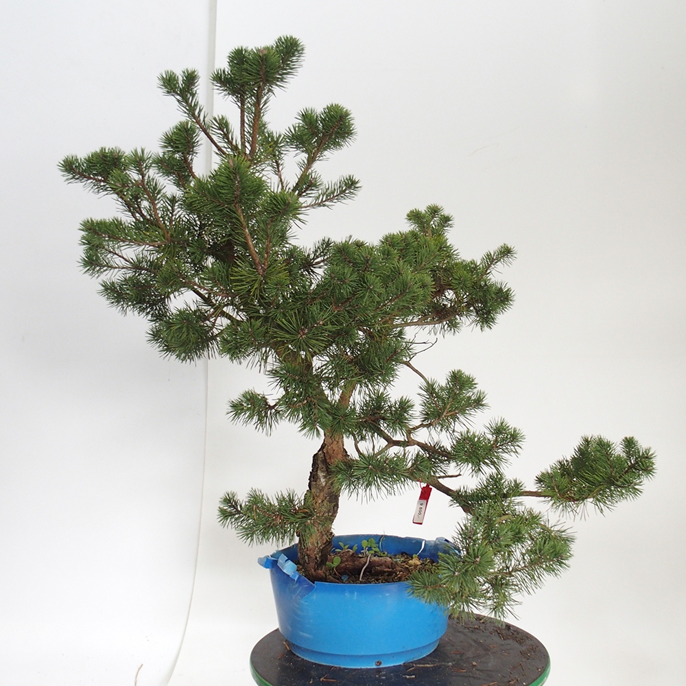 Yamadori - Pinus sylvestris Spanien