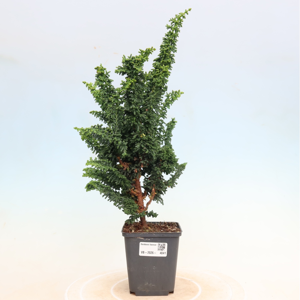 Bonsai für draußen - Cham. obtusa SEKKA HINOKI - Zypresse