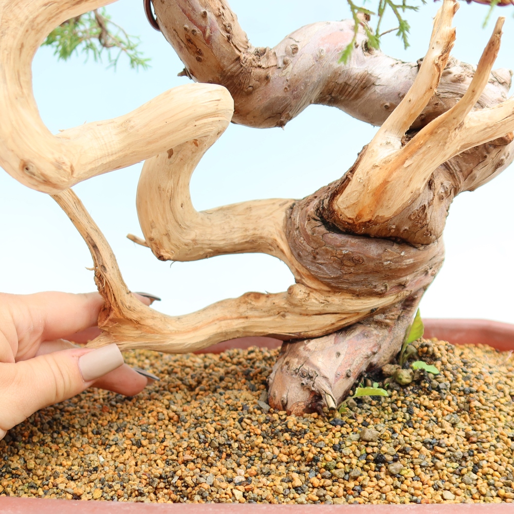 Bonsai für draußen - Juniperus chinensis Itoigawa-Juniperus chinensis