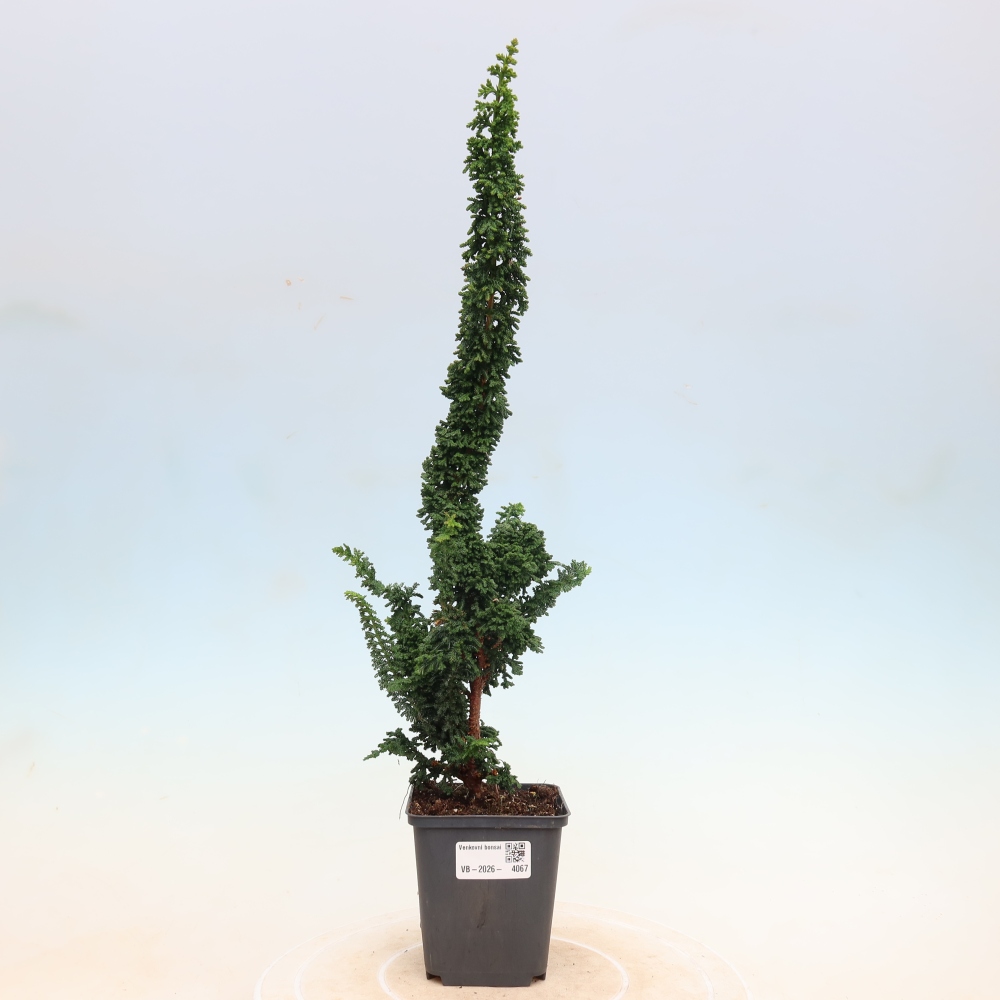 Bonsai für draußen - Cham. obtusa SEKKA HINOKI - Zypresse