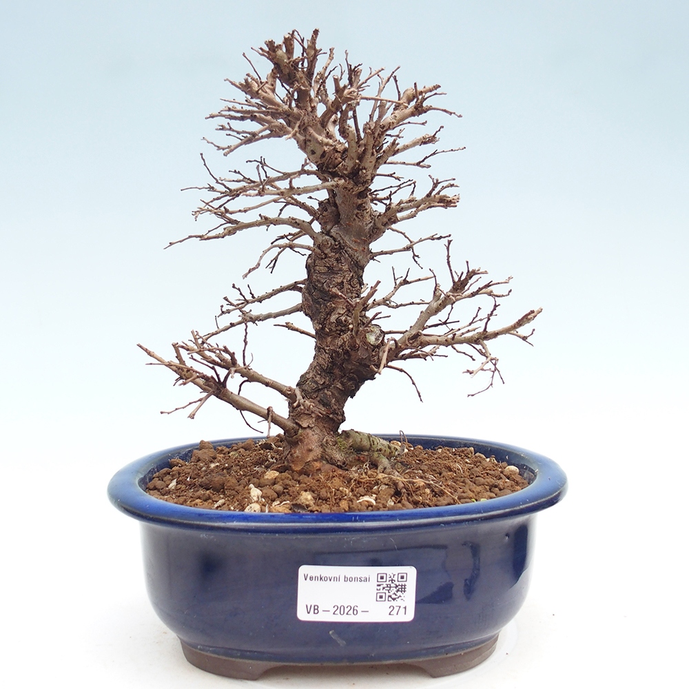 Bonsai für draußen - Zelkova - Zelkova NIRE