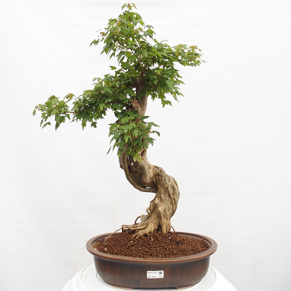 Bonsai für draußen - Acer Buergerianum - Bergahorn