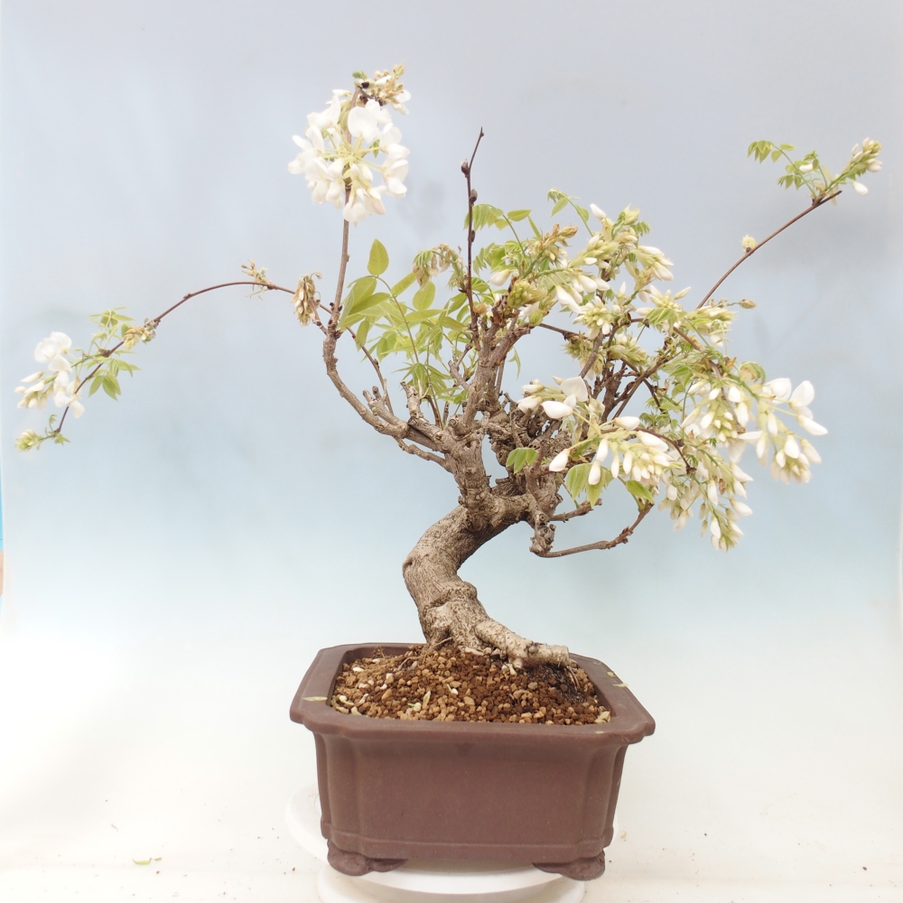 Bonsai für draußen - Vistaria - Glyzinie