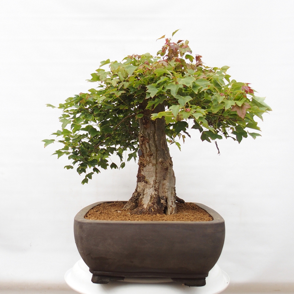 Bonsai für draußen - Acer Buergerianum - Bergahorn
