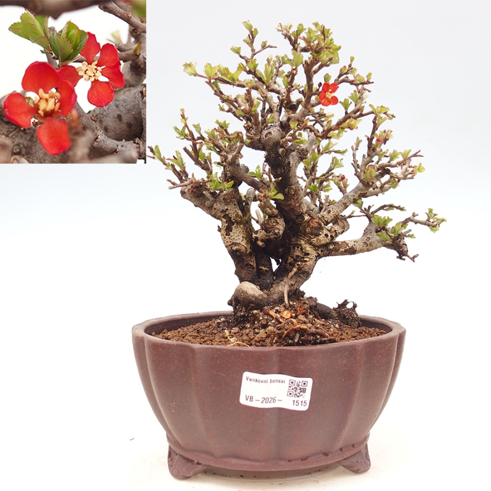 Bonsai für draußen - Chaneomeles speciosa - Quitte