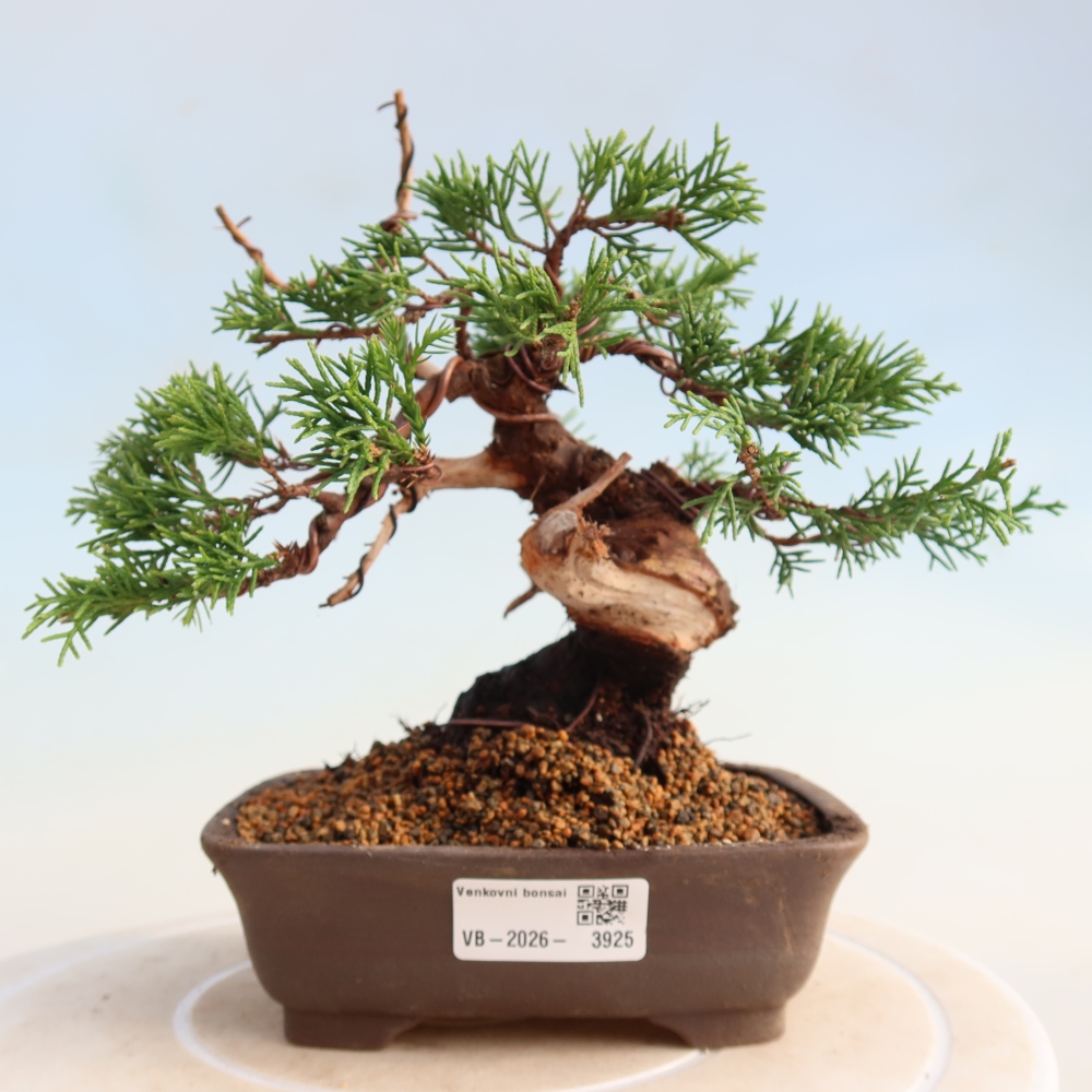 Bonsai für draußen - Juniperus chinensis Itoigawa