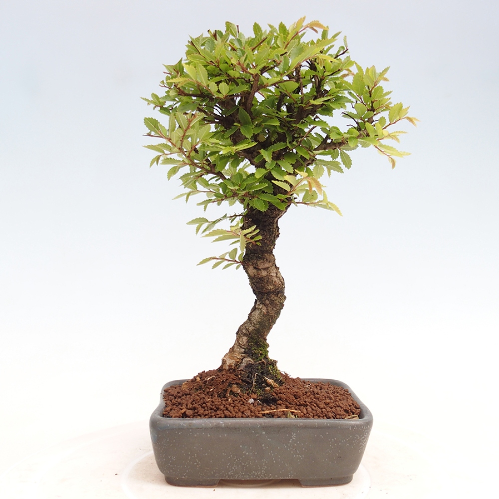 Bonsai für draußen - Zelkova - Zelkova NIRE