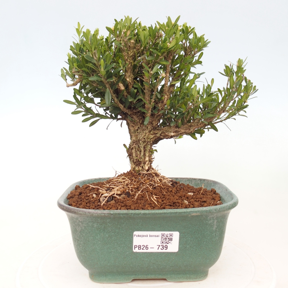 Zimmer Bonsai - Buxus harlandii - Korkbuxus