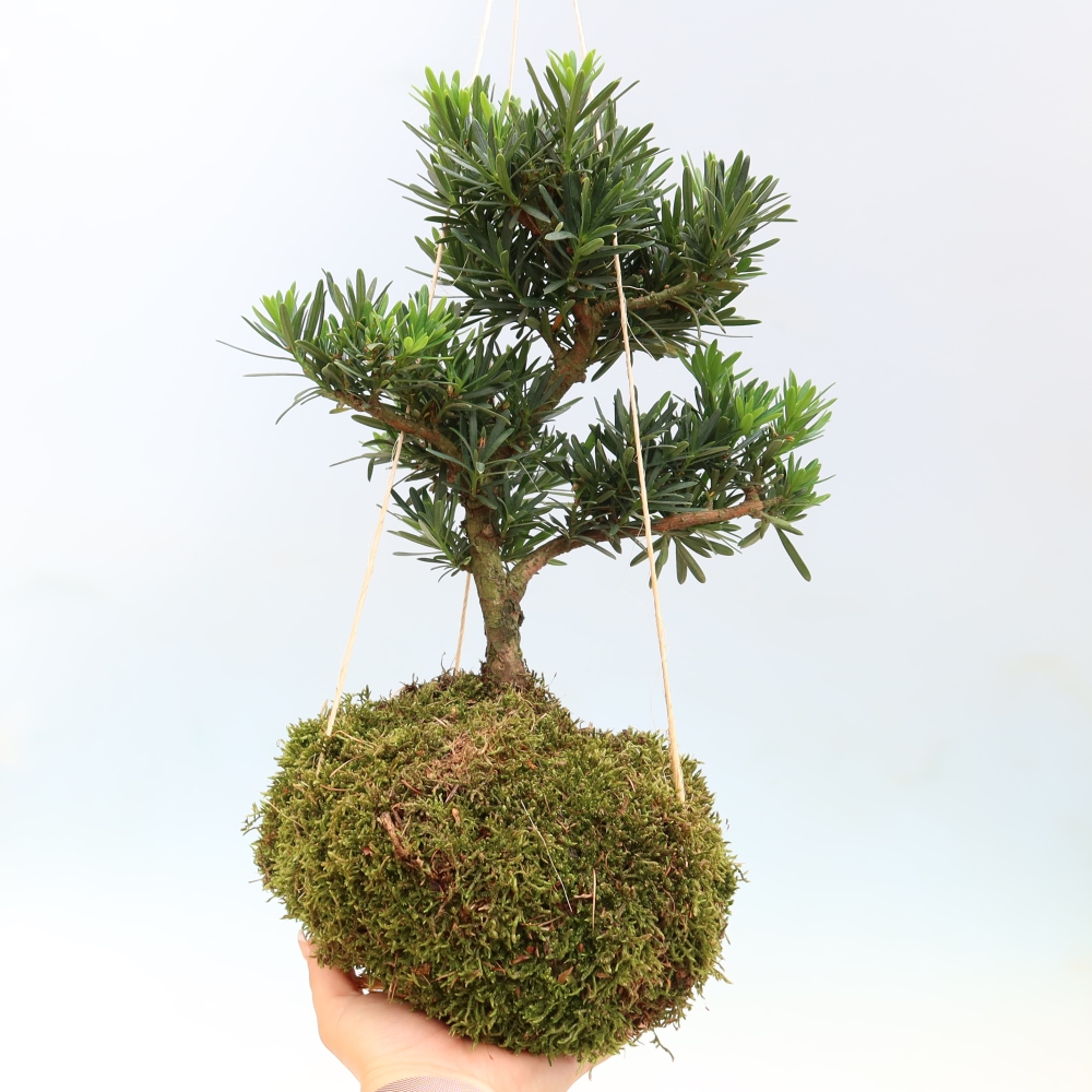 Kokedama in Keramik – Podocarpus – Steineibe
