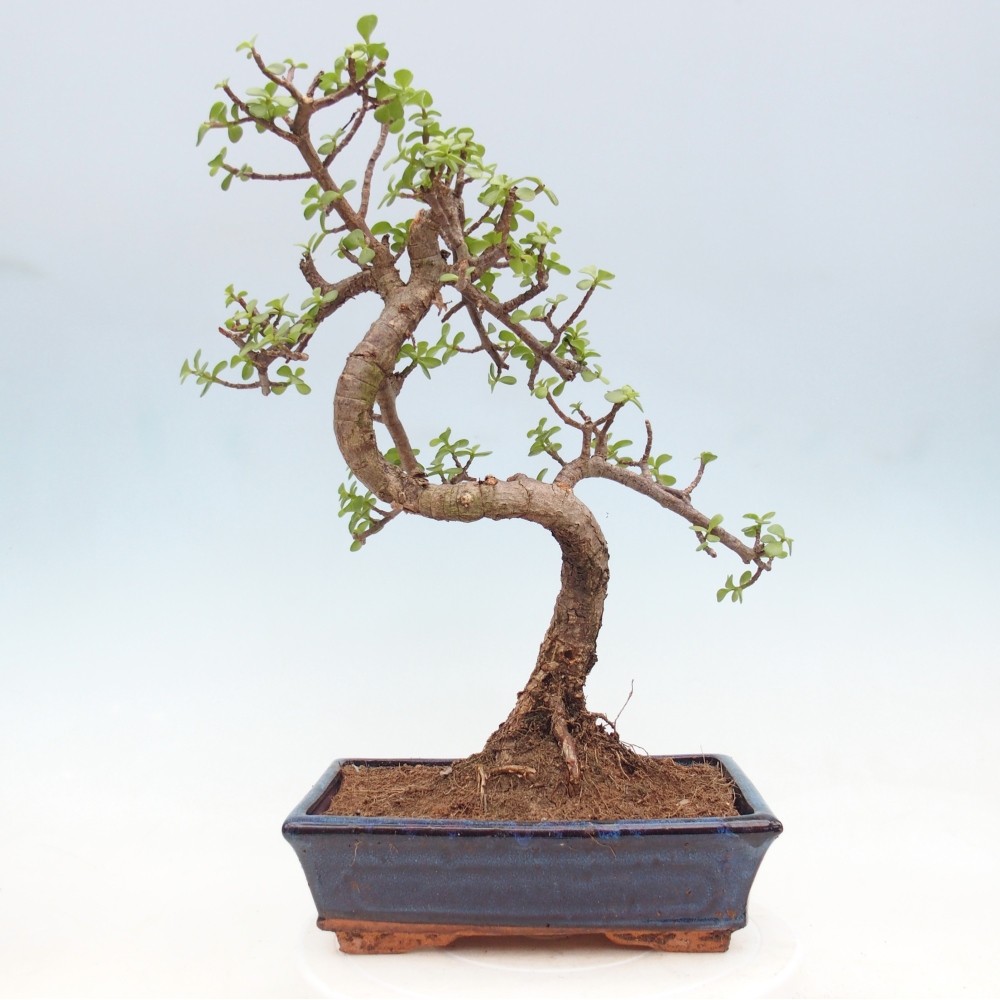 Zimmer Bonsai - Portulakaria Afra - Tlustice