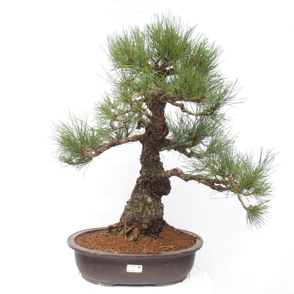 Bonsai für draußen - Pinus thunbergii - Thunberg-Kiefer