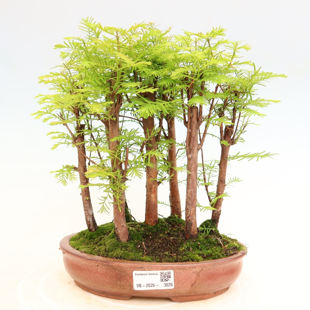 Bonsai für den Außenbereich – Metasequoia glyptostroboides – Chinesische Metasequoia – Wäldchen