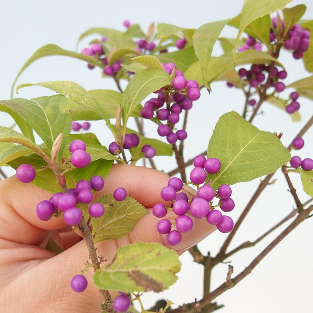 Outdoor-Bonsai - Callicarpa bodinierova Wucherung