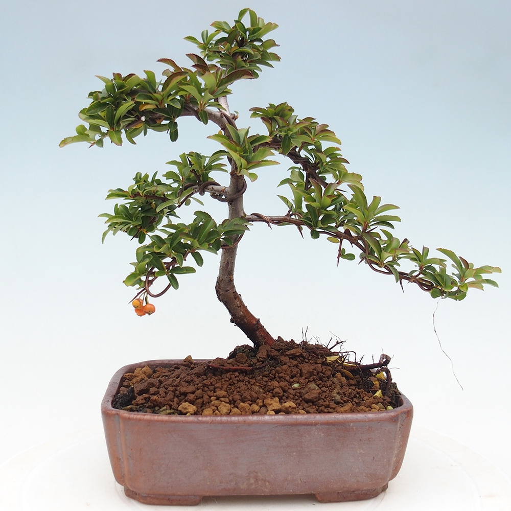Freiland-Bonsai-Pyracantha Teton -Hlox