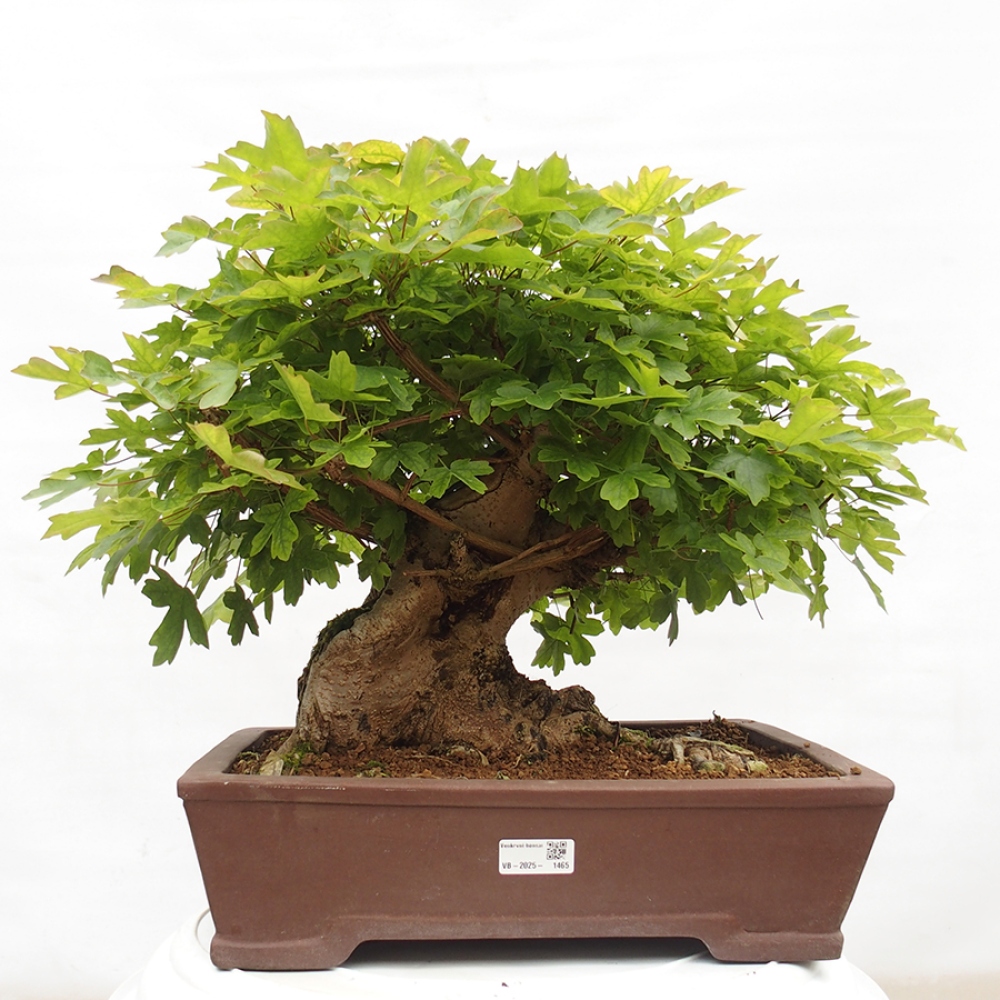 Bonsai für draußen -Javor babyka - Acer campestre