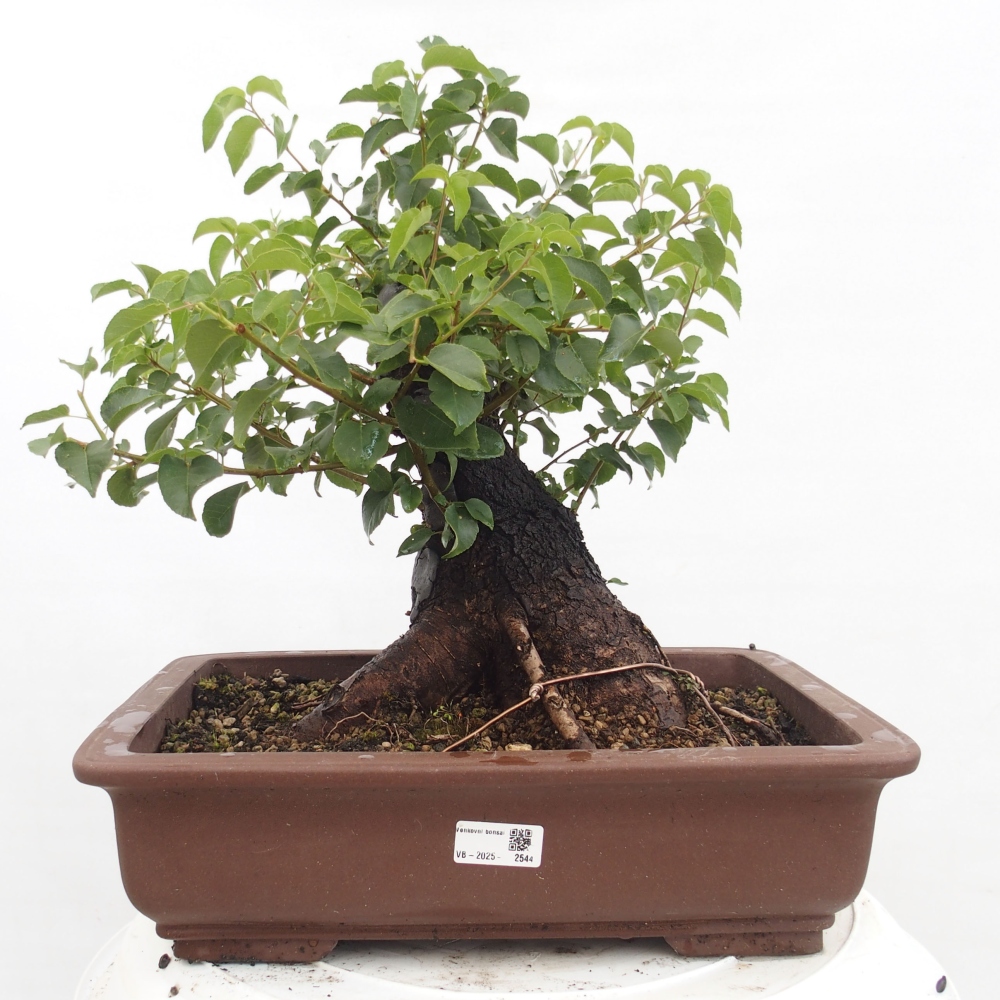Bonsai für draußen - Mahalebka - Prunus mahaleb