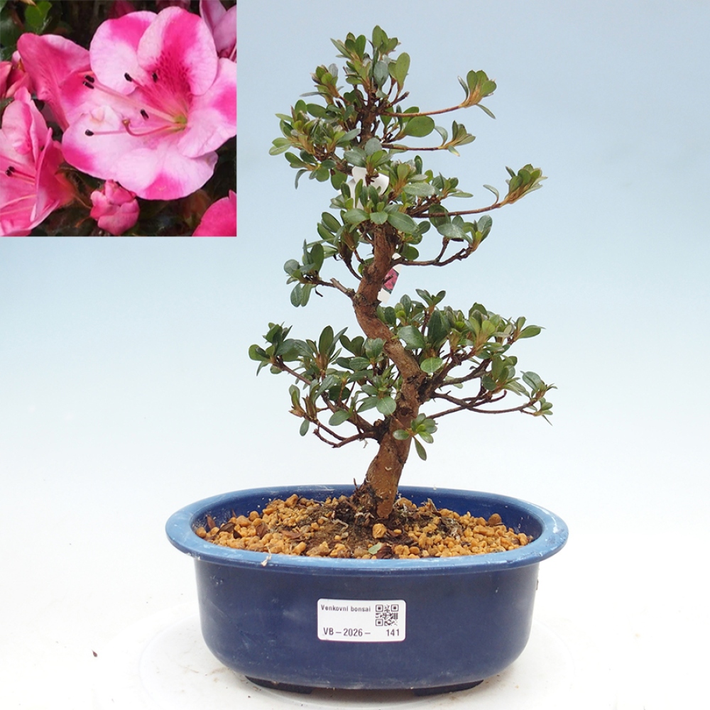 Bonsai für draußen - Japanische Azalee - Azalea Kobai