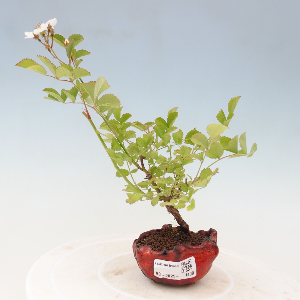 Bonsai für draußen - Rosa sp. - kleinblütige Rose