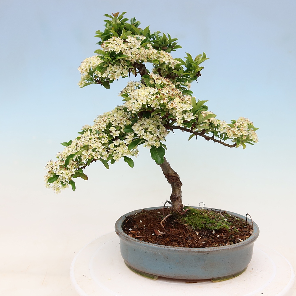 Bonsai für den Außenbereich – Pyracantha teton – Feuerdorn