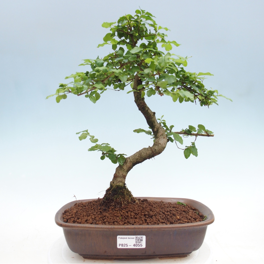 Zimmer Bonsai -Ligustrum chinensis - Vogelschnabel