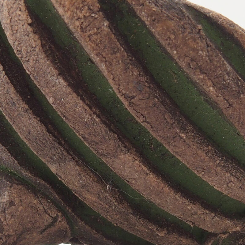 Keramische Muschel 7 x 7 x 4 cm , Farbe grün