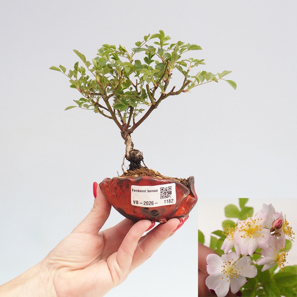 Bonsai für draußen - Rosa sp. - kleinblütige Rose