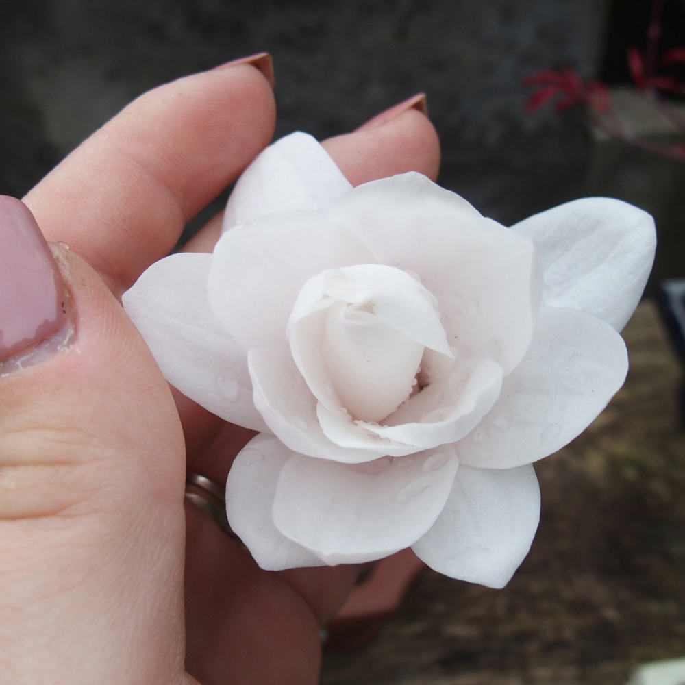 Bonsai für draußen - Magnolia stellata