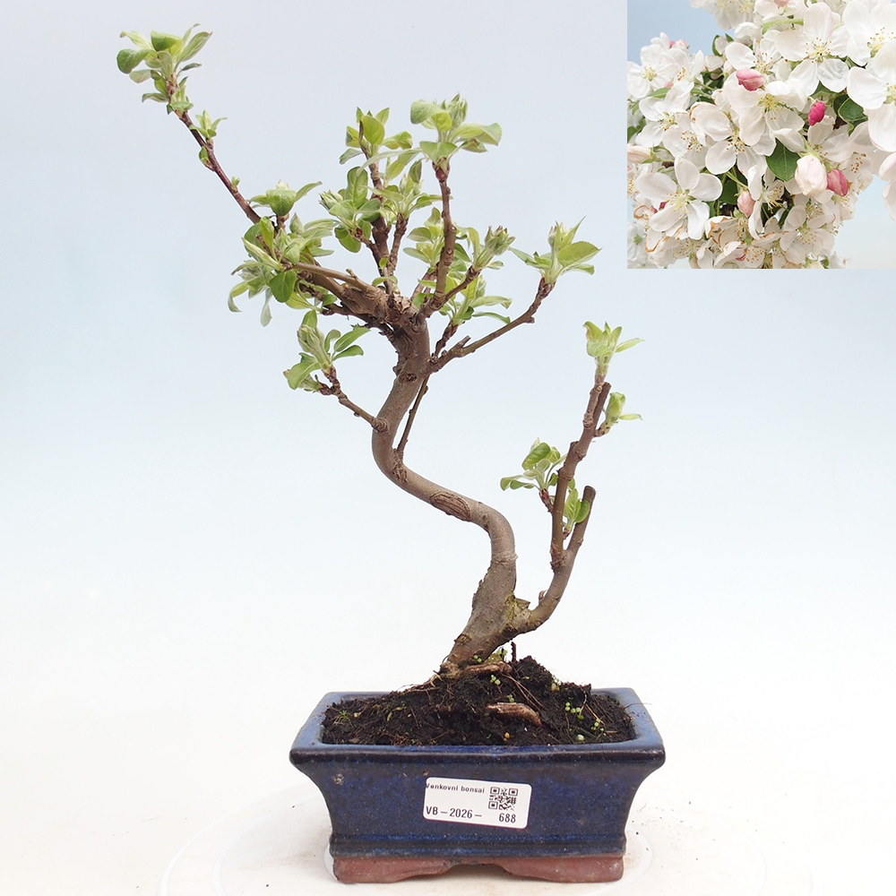 Outdoor-Bonsai -Malus halliana - Kleinfrüchtiger Apfelbaum