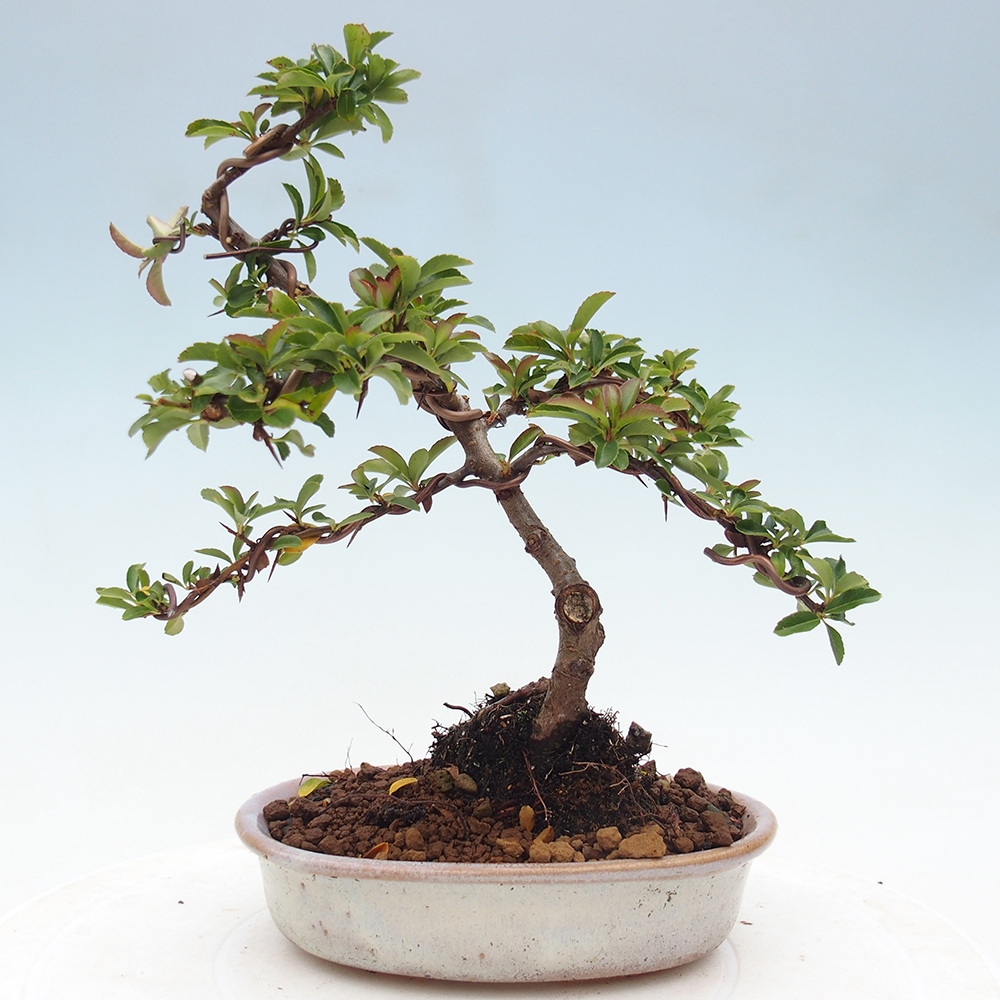 Freiland-Bonsai-Pyracantha Teton -Hlox