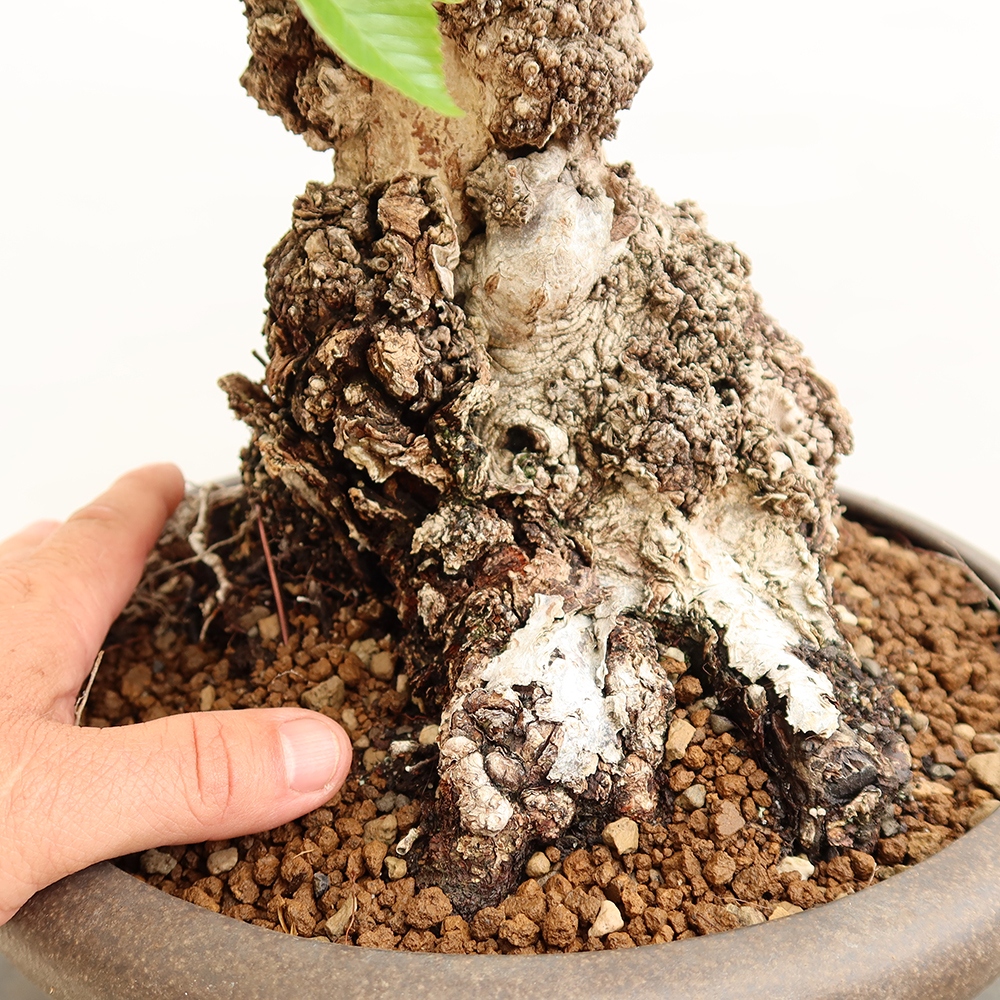 Bonsai für draußen - Karpinus Coreana - Koreanische Hainbuche