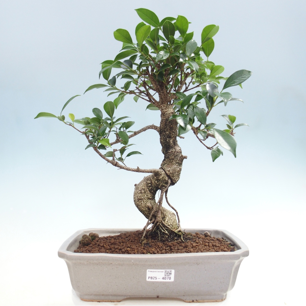 Zimmerbonsai - Ficus kimmen - Kleinblättriger Ficus