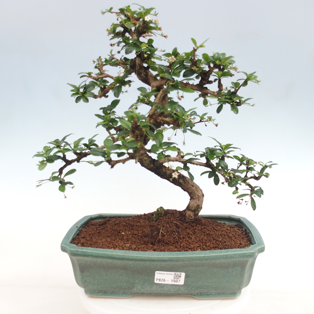 Zimmer-Bonsai - Carmona macrophylla - Tee-Fuki