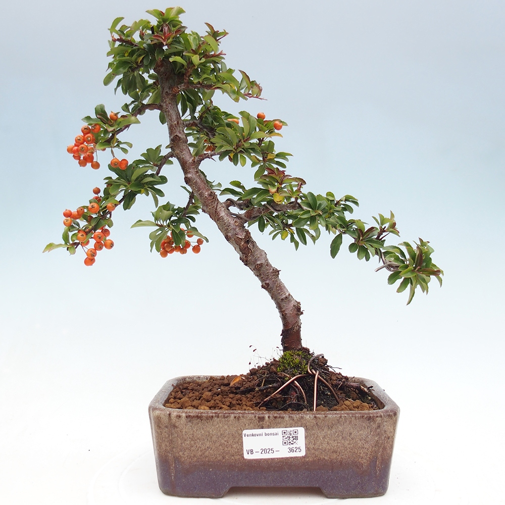 Freiland-Bonsai-Pyracantha Teton -Hlox