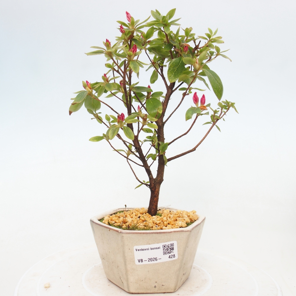 Bonsai für draußen - Japanische Azalee - Azalea sp.