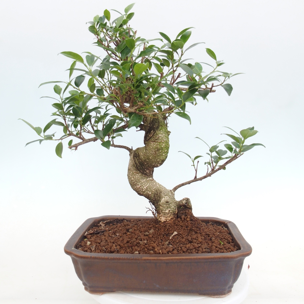 Zimmerbonsai - Ficus kimmen - Kleinblättriger Ficus