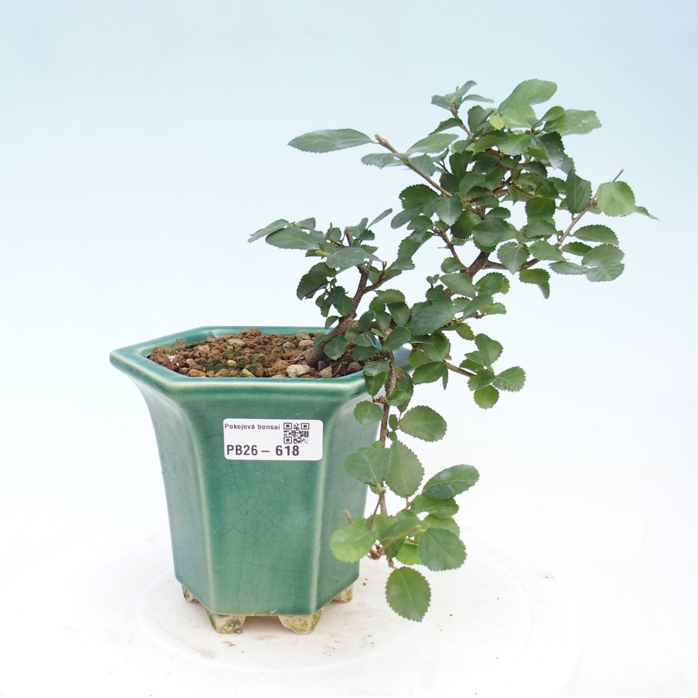 Zimmerbonsai - Grewia occidentalis - Lavendel Seestern