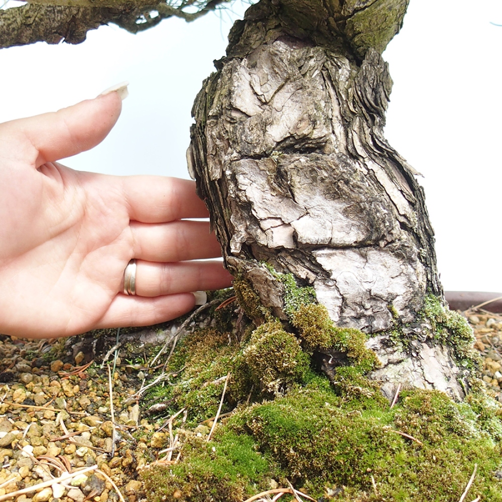Bonsai für draußen - Pinus parviflora - Pinus parviflora