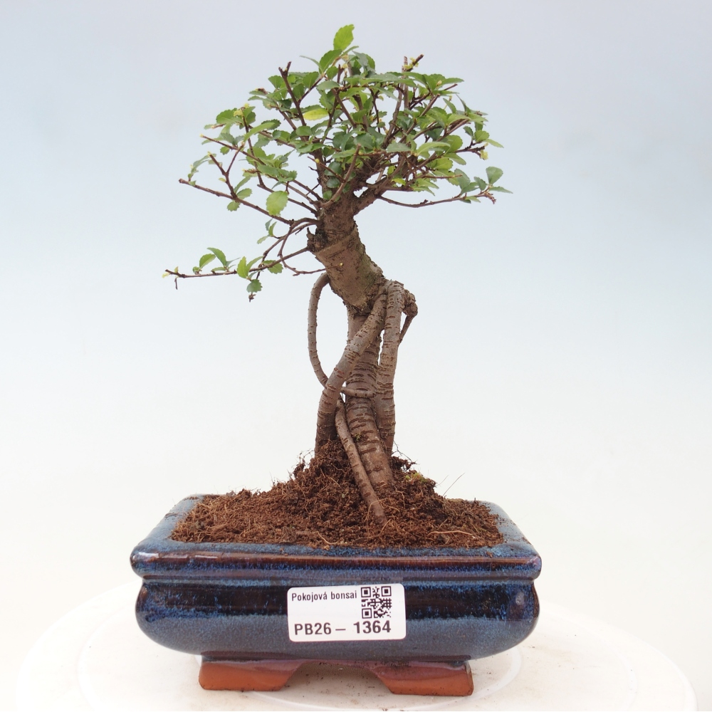 Zimmerbonsai - Ulmus parvifolia - Kleinblättrige Ulme