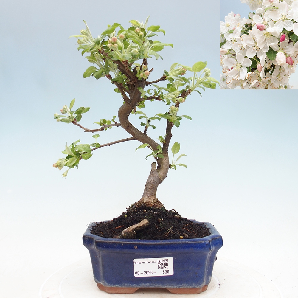 Outdoor-Bonsai -Malus halliana - Kleinfrüchtiger Apfelbaum