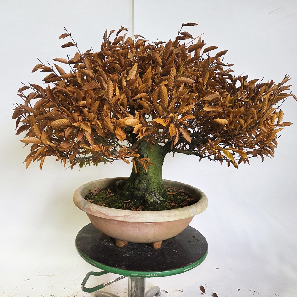 Bonsai für draußen - Fagus crenata
