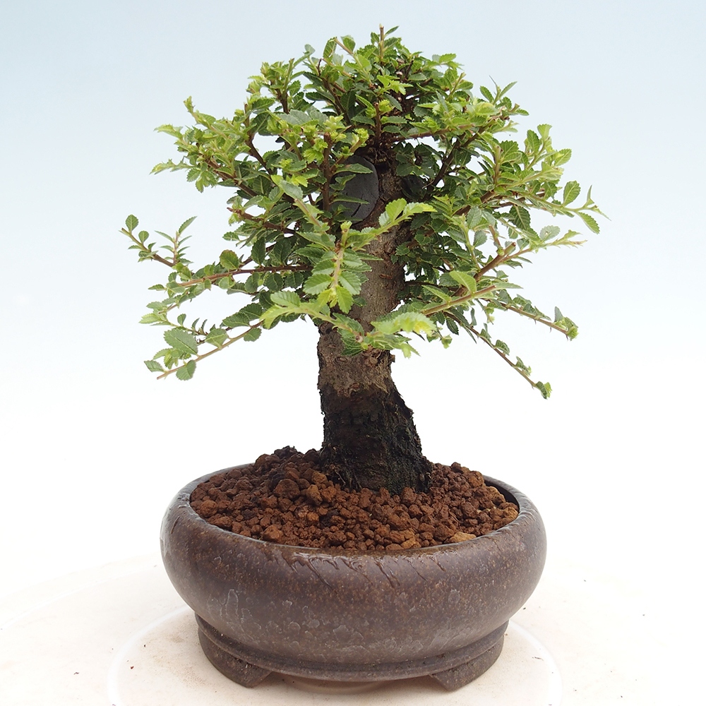 Bonsai für draußen - Ulmus parvifolia Hokkaido - Chinesische Ulme