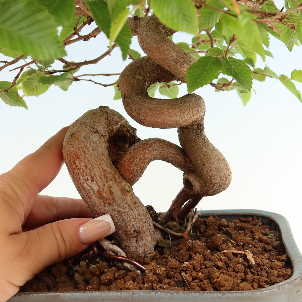 Bonsai für draußen - Karpinus Coreana - Koreanische Hainbuche