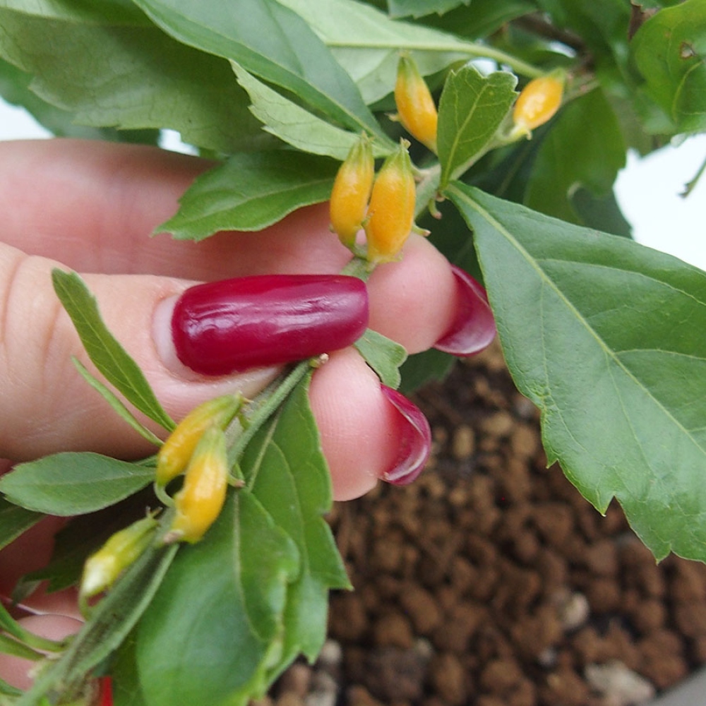 Zimmer Bonsai - Duranta repens -Duranta