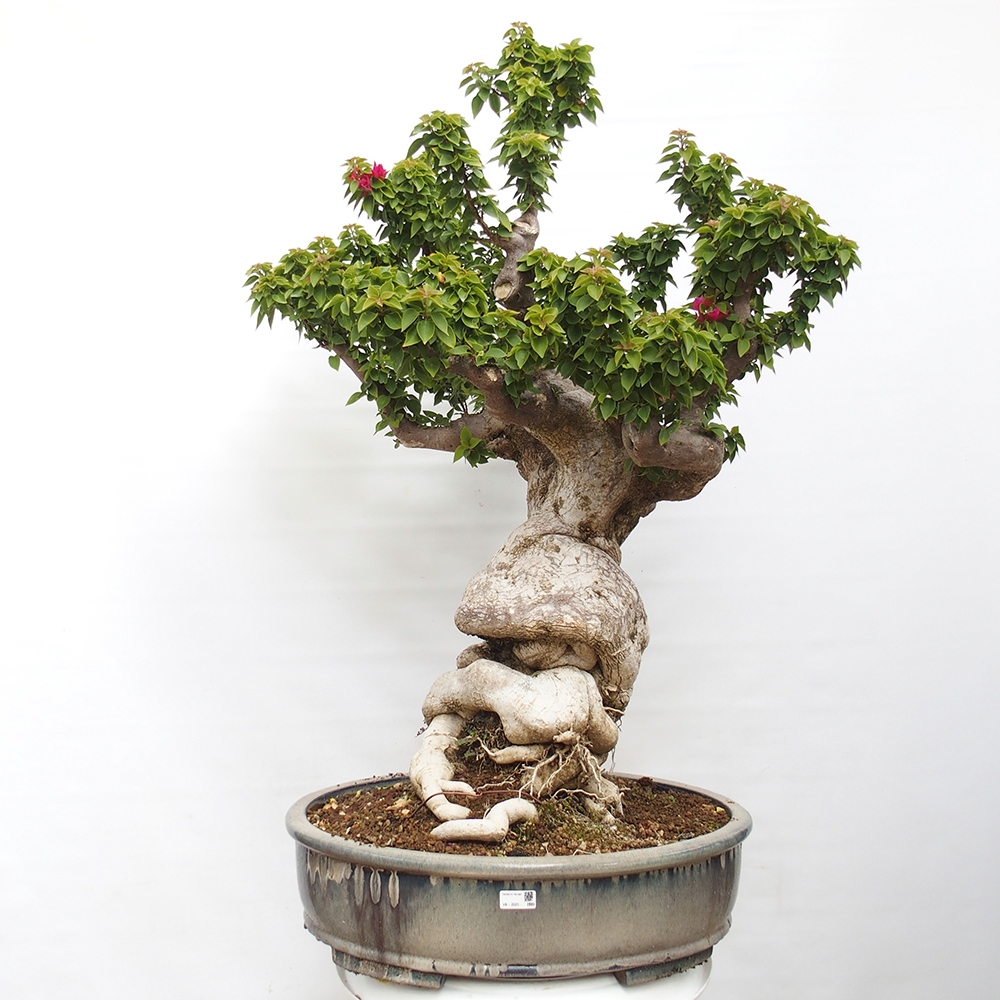 Zimmer Bonsai - Bouganwilea
